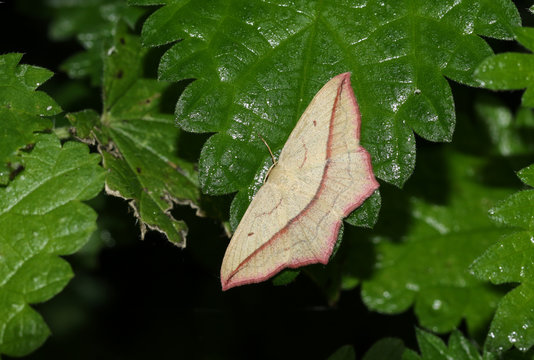 A pretty Blood-vein Moth (Timandra comae) perched on a stinging nettle leaf whilst it is raining.