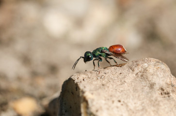 A tiny Ruby-tailed Wasp (Chrysis ignita) sitting on a rock.