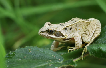 A small Common Frog or European Common Frog (Rana temporaria) sitting on a leaf.