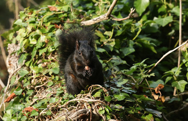 A rare cute Black Squirrel (Scirius carolinensis) eating a nut sitting on a log in woodland.	