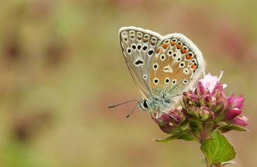 Fototapeta na wymiar A Common Blue Butterfly (Polyommatus icarus) nectaring on a flower.