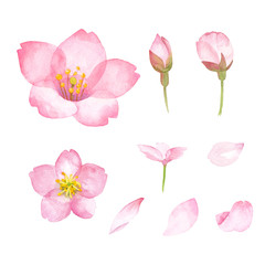 桜のパーツの水彩イラスト（花、つぼみ、花びら）