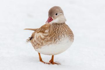 Mandarin duck