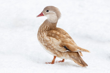 Mandarin duck