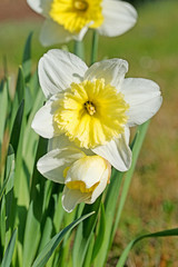 Weiße Osterglocken, Narzissen, Narcissus