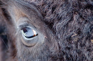 Eye of a wild European bison