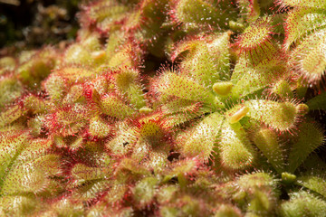 Sundew insectivorous plants of Drosera.
