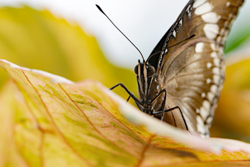 Makroaufnahme eines Schmetterlings 
