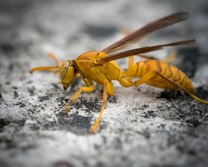 A closeup look of a wasp sitting on a rustic surface.