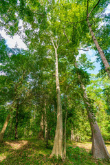 東南アジアの森