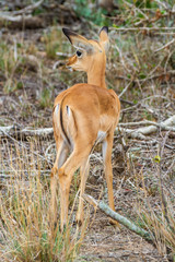 Kleine Impala Antilope im Kruger Nationalpark mit süßen Kulleraugen