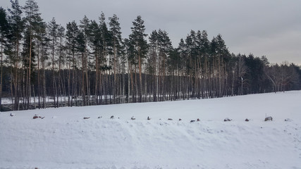 winter landscape with trees and snow