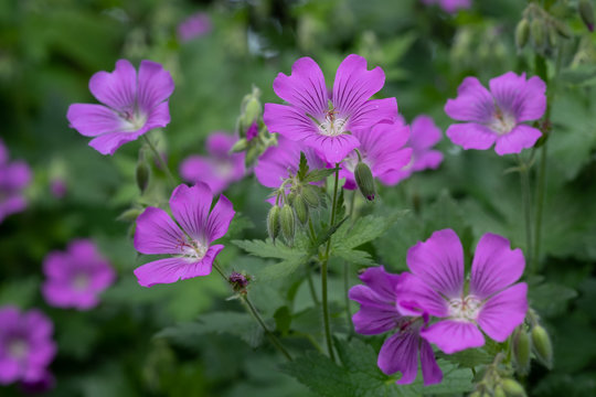 Geranium gracile Sirak