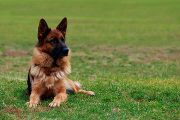 Dog breed German Shepherd