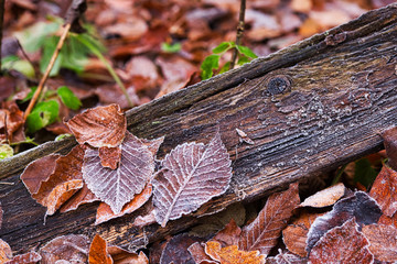 Leaves in the frost