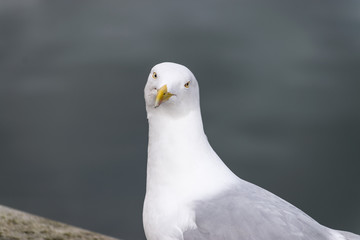 seagull on background of lake