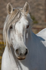 Scottish Highland Pony (Equus caballus)