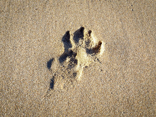paw print on sand 