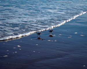 little birds dodging waves 