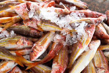 fresh fish in the market