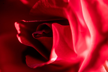 close up of red rose texture and background