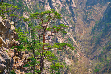 Pine tree and rock cliff , Seoraksan National Park, South Korea