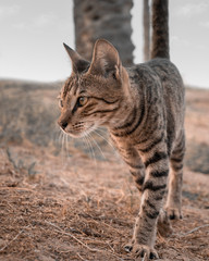 Cat in the desert by Abu Dhabi.