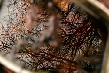 Autumn Trees Reflection