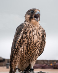 Falcon in the desert near Abu Dhabi.
