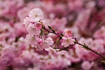 Zierkirschblüte