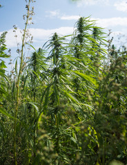 fields of industrial hemp in Estonia