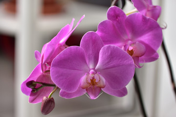 Violet orchid stem