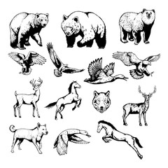 Set of wild animals with Hand drawn vector illustration
