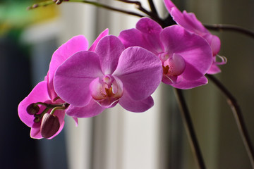 orchid on blurry background