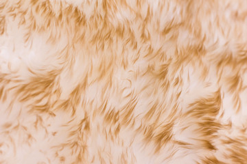 Long-haired fur texture