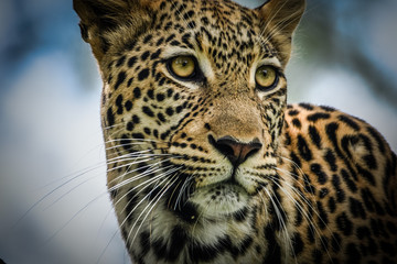 Ansichten eines Leoparden