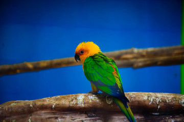 Yellow head Green Parrot sitting on tree branch
