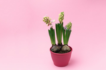 Blooming hyacinth flowers on bright pink background