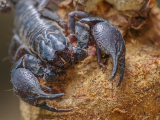 Top view the Giant Forest Scorpion (Heterometrus) with nature blurred background.