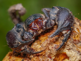 Close-up front face of Giant Forest Scorpion (Heterometrus) with nature blurred background.