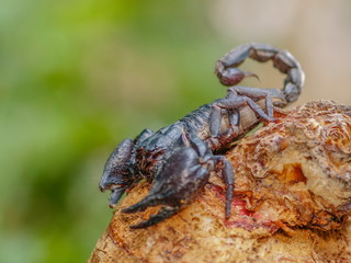 Giant Forest Scorpion (Heterometrus) with nature blurred background.