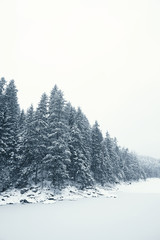 Snowy trees at Eibsee in Germany