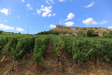 Fototapeta na wymiar Weinanbau im Burgund: Blick auf die Weinberge und die markanten Felsen von Solutré-Pouilly