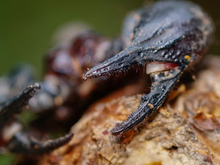 Giant Forest Scorpion (Heterometrus) with nature blurred background.