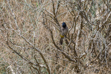 White-spectacled bulbul in a dry bush