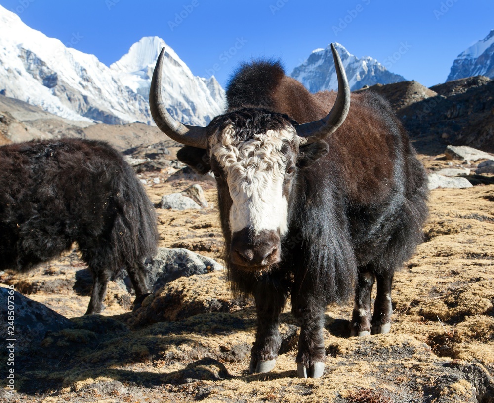 Poster black yak on the way to everest and mount pumo ri