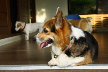 Close up cute corgi dog face sitting at home