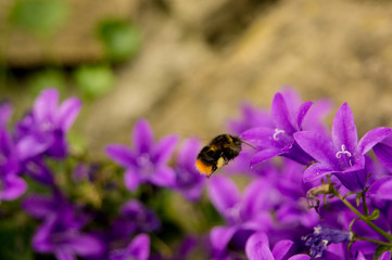 Closeup of bee feeding on purple flower pollen