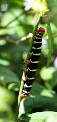Chenille 