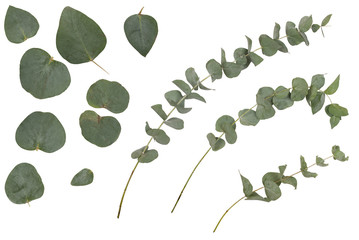 Eucalyptus cinerea, silver dollar; argyle apple, rustic green branches, twigs and leaves, isolated on white background